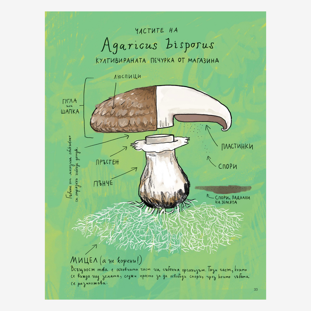 Наблюдатологът