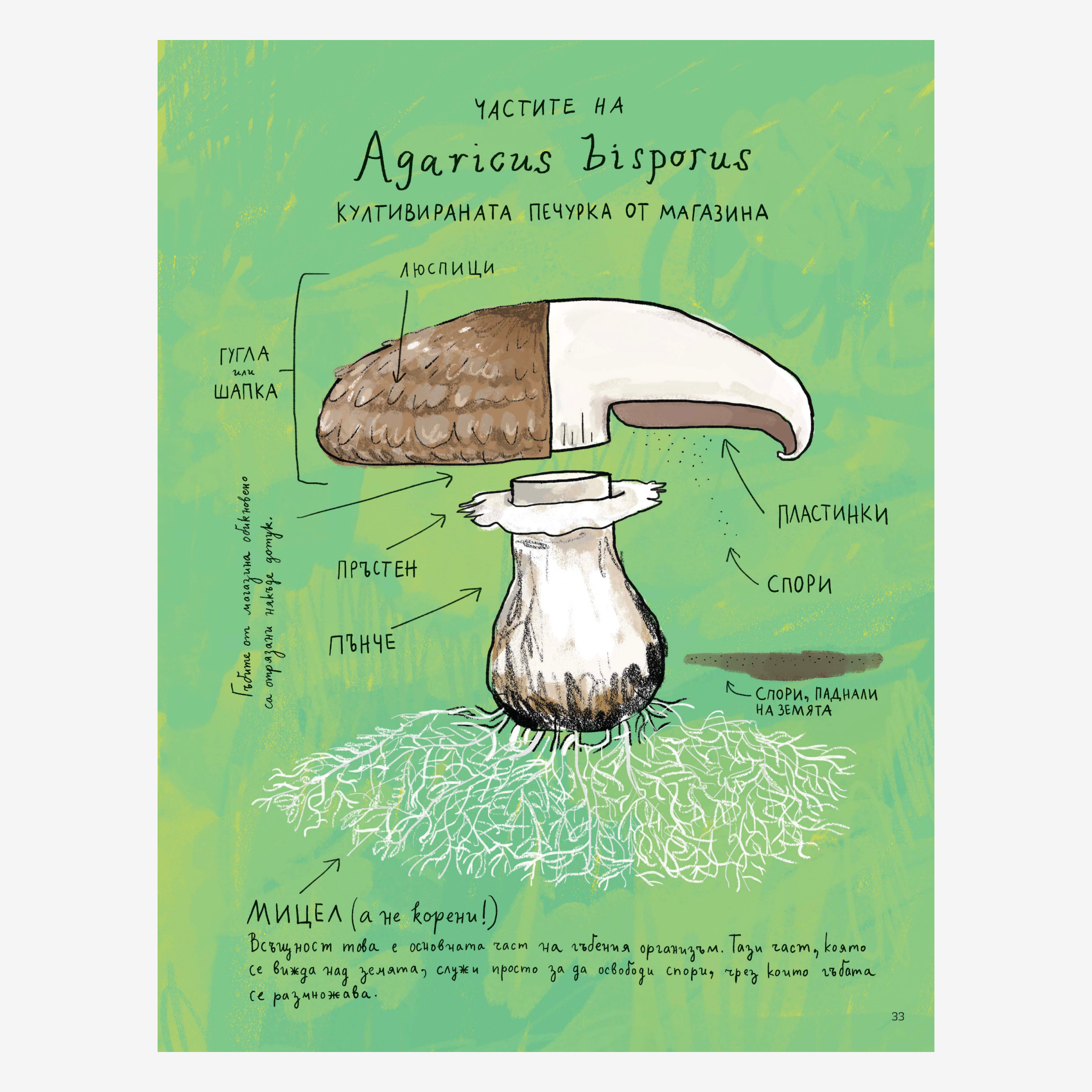 Наблюдатологът