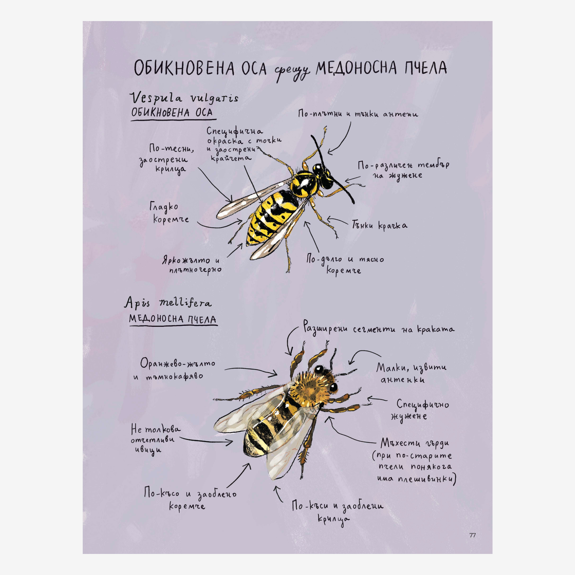 Наблюдатологът